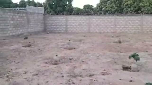 Le terrain clôturé, quelques jeunes arbres plantés