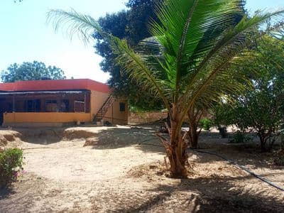 La maison et son cocotier, vue depuis le jardin
