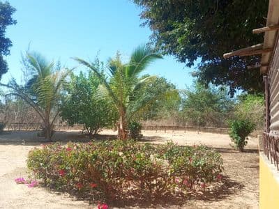 Le jardin fleuri et les cocotiers