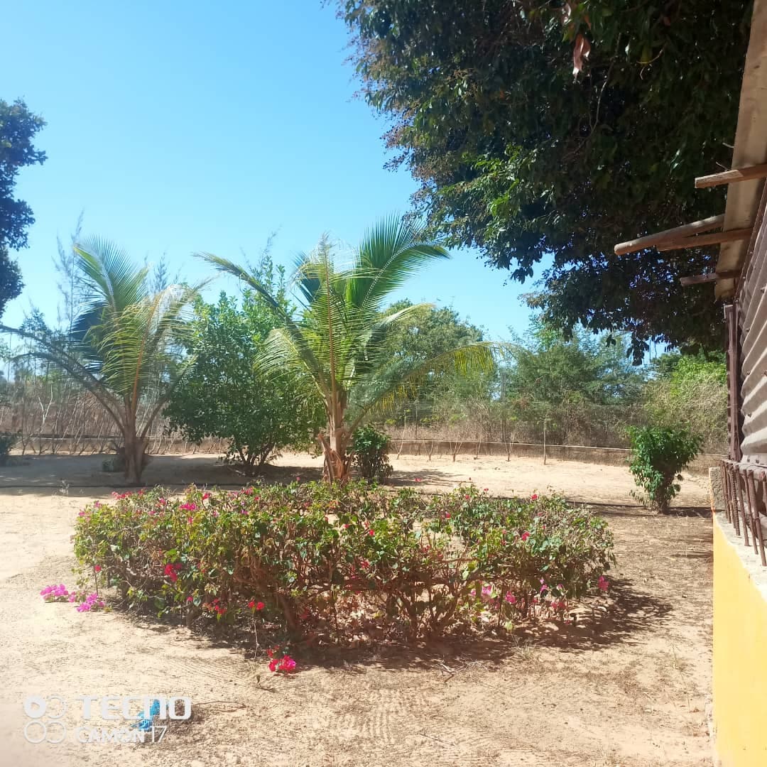 Le jardin fleuri et les cocotiers