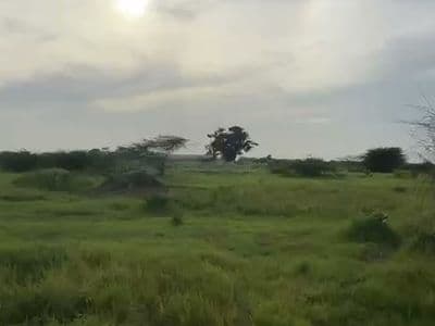Le terrain, mur de clôture voisin et baobab