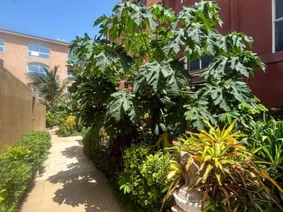 L'entrée du jardin