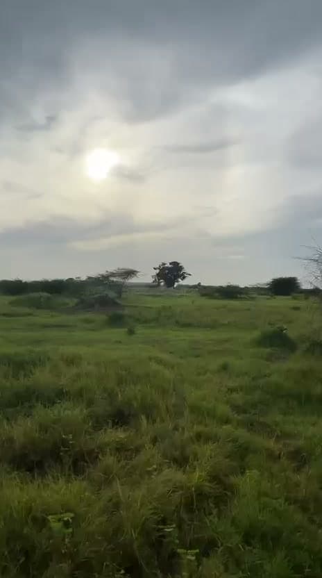 Le terrain, mur de clôture voisin et baobab